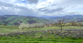 Ritiro Yoga in Natura